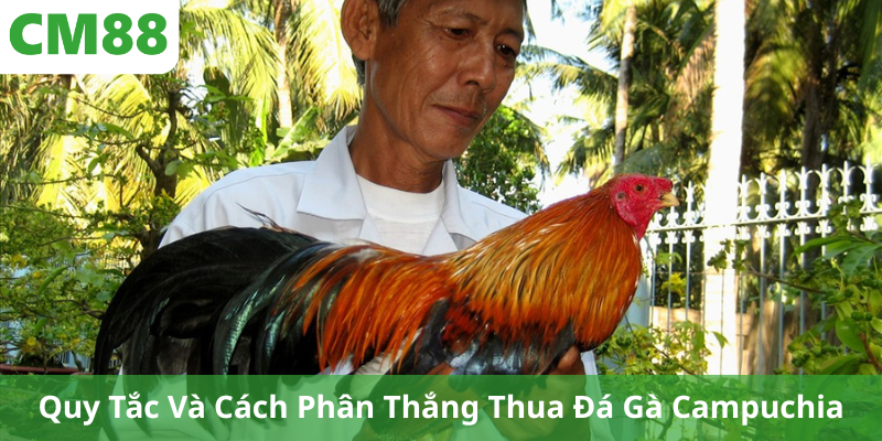 Quy Tắc Và Cách Phân Thắng Thua Đá Gà Campuchia